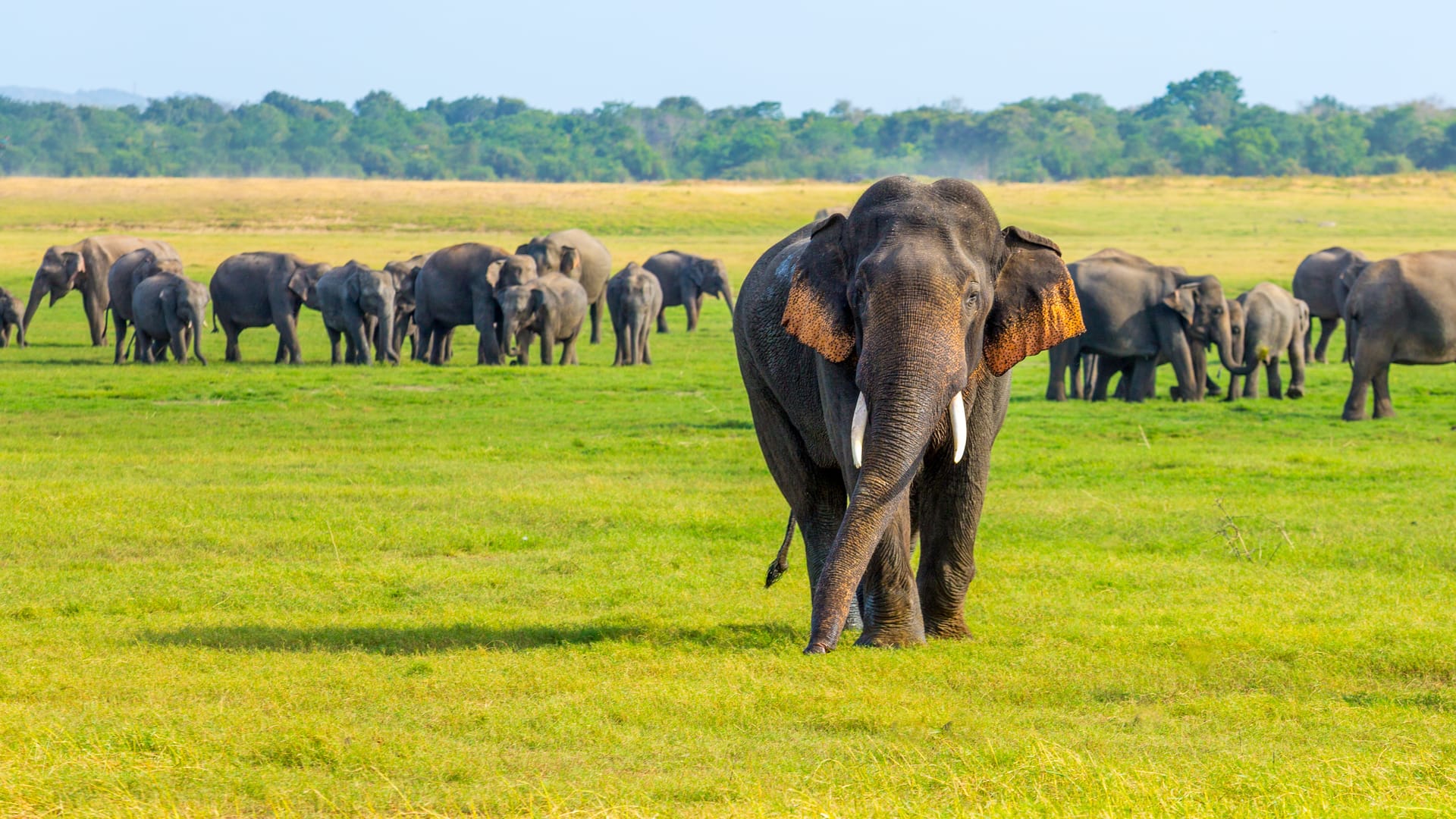 Elephants in Sri Lanka